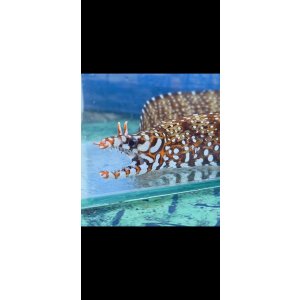 画像: 《近海産海水魚》☆★龍魚トラウツボ（画像の個体です）小さいサイズ…白柄が強く出るタイプ！！