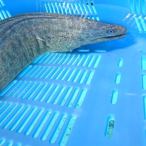 画像: 《近海産海水魚》☆アミメウツボの極太個体（2Lサイズ)…ハンドコート採取