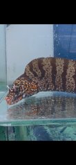画像7: 《近海産海水魚》☆★龍魚トラウツボ（画像の個体です）小さいサイズ…オレンジ色が強く出るタイプ！！
