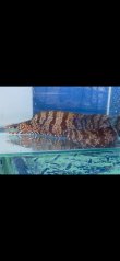 画像11: 《近海産海水魚》☆★龍魚トラウツボ（画像の個体です）小さいサイズ…オレンジ色が強く出るタイプ！！