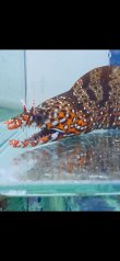 画像4: 《近海産海水魚》☆★龍魚トラウツボ（画像の個体です）小さいサイズ…オレンジ色が強く出るタイプ！！