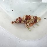 画像: 《近海産海水魚》オニカサゴ(画像の個体です)…ハンドコート採取
