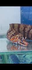 画像5: 《近海産海水魚》☆★龍魚トラウツボ（画像の個体です）小さいサイズ…オレンジ色が強く出るタイプ！！