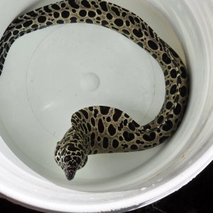画像: 《近海産海水魚》☆熊野灘産☆ニセゴイシウツボ（画像の激美個体です）…当店ハンドコート採取‥サマーセール中！！