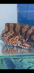 画像2: 《近海産海水魚》☆★龍魚トラウツボ（画像の個体です）小さいサイズ…オレンジ色が強く出るタイプ！！