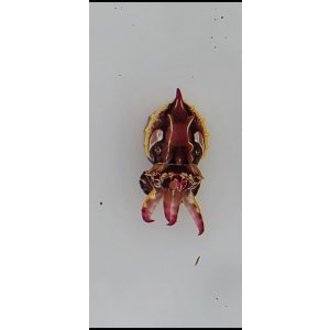 画像: 《近海産甲殻類》【ワイルド個体】ハナイカ（SSサイズ）画像の個体です‥当店ハンドコート採取