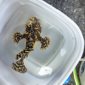 画像: 《近海産海水魚》【珍サイズ】ハナオコゼ（XLサイズ）画像の個体です…ハンドコート採取☆☆サマーセール中の商品！！