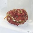 画像2: 《近海産甲殻類》コブカラッパ(画像の個体です)…ハンドコート採取・・サマーセール中の商品！！