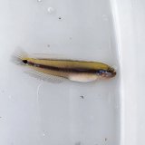 画像: 《近海産海水魚》サツキハゼ（3匹セット）…当店ハンドコート採取