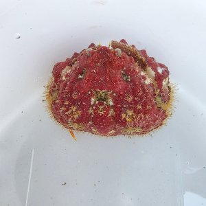 画像: 《近海産甲殻類》コブカラッパ(画像の個体です)…ハンドコート採取・・サマーセール中の商品！！
