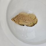 画像: 《外洋性海水魚》☆★☆マツダイ（SMサイズ）・・当店ハンドコート