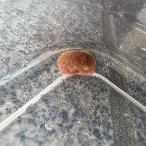 画像: 《近海産甲殻類》マルタマオウギガニ(ベビーサイズ）画像の個体です…ハンドコート採取