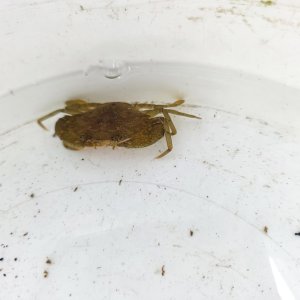 画像: 《近海産甲殻類》【珍サイズ】ノコギリガザミ（SSSサイズ）1匹…当店ハンドコート採取