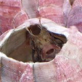 画像: 《近海産海水魚》イソギンポ（1匹）…☆☆棲家（フジツボ）付きでおすすめです！！・・小型水槽飼育できます！