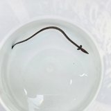 画像: 《近海産海水魚》ホタテウミヘビ(Mサイズ)…ハンドコート採取