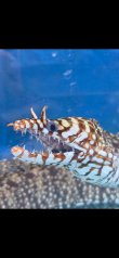 画像1: 《近海産海水魚》☆★龍魚トラウツボ（画像の個体です）…白柄が強く出るタイプ！！