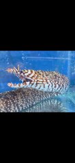画像4: 《近海産海水魚》☆★龍魚トラウツボ（画像の個体です）…白柄が強く出るタイプ！！