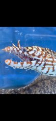 画像2: 《近海産海水魚》☆★龍魚トラウツボ（画像の個体です）…白柄が強く出るタイプ！！