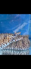 画像7: 《近海産海水魚》☆★龍魚トラウツボ（画像の個体です）…白柄が強く出るタイプ！！