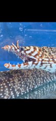 画像3: 《近海産海水魚》☆★龍魚トラウツボ（画像の個体です）…白柄が強く出るタイプ！！