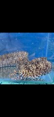 画像6: 《近海産海水魚》☆★龍魚トラウツボ（画像の個体です）…白柄が強く出るタイプ！！