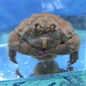 画像: 《近海産甲殻類》カイカムリ（Mサイズ）…