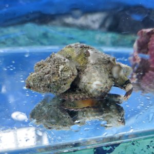 画像: 《近海産海水魚》サツマカサゴ（画像の個体です）…ハンドコート採取