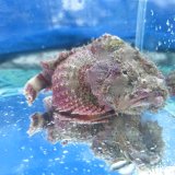 画像: 《近海産海水魚》サツマカサゴ（画像の個体です）…ハンドコート採取