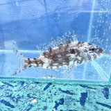 画像: 《近海産海水魚》イトフエフキ(SMサイズ)…ハンドコート採取
