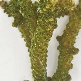 画像: 《近海産海洋生物》【美グリーン】ミドリイシ（画像の個体です）