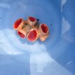 画像1: 《近海産海洋生物》ハナタテ（M〜Lサイズ5本付き）‥強い光は必要ありません（室内灯程度で十分です）