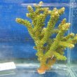 画像3: 《近海産海洋生物》【美グリーン】ミドリイシ（画像の個体です）