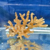 画像: 《近海産海洋生物》【珍色】ミドリイシ（画像の個体です）