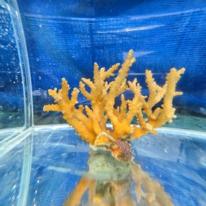 画像: 《近海産海洋生物》【珍色】ミドリイシ（画像の個体です）