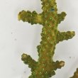 画像1: 《近海産海洋生物》【美グリーン】ミドリイシ（画像の個体です）