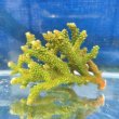 画像3: 《近海産海洋生物》【美グリーン】ミドリイシ（画像の個体です）