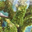 画像2: 《近海産海洋生物》【美グリーン】ミドリイシ（画像の個体です）
