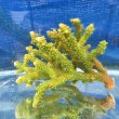 画像2: 《近海産海洋生物》【美グリーン】ミドリイシ（画像の個体です）