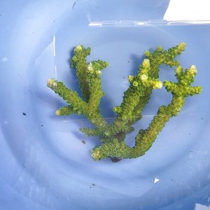 画像: 《近海産海洋生物》【美グリーン】ミドリイシ（画像の個体です）