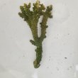 画像3: 《近海産海洋生物》【美グリーン】ミドリイシ（画像の個体です）