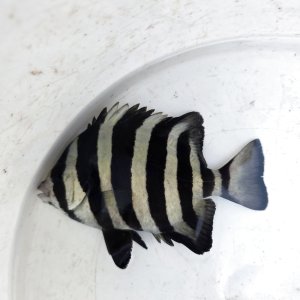 画像: 《近海産海水魚》　イシダイ（Mサイズ）1匹…ハンドコート採取