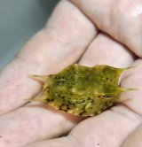 画像: 《近海産海水魚》コンゴウフグ‥当店ハンドコート採取