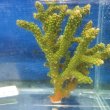 画像4: 《近海産海洋生物》【美グリーン】ミドリイシ（画像の個体です）
