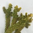 画像2: 《近海産海洋生物》【美グリーン】ミドリイシ（画像の個体です）