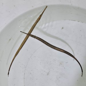 画像: 《近海産海水魚》テングヨウジ　雄雌(天然ペア)…当店ハンドコート採取