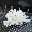 画像2: 《風化サンゴ類》　飾りサンゴ（ミドリイシ）