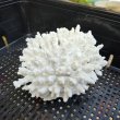 画像3: 《風化サンゴ類》　飾りサンゴ（ミドリイシ）