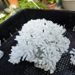 画像3: 《風化サンゴ類》　飾りサンゴ（ミドリイシ）