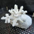 画像3: 《風化サンゴ類》　飾りサンゴ（ミドリイシ）