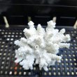画像2: 《風化サンゴ類》　飾りサンゴ（ミドリイシ）